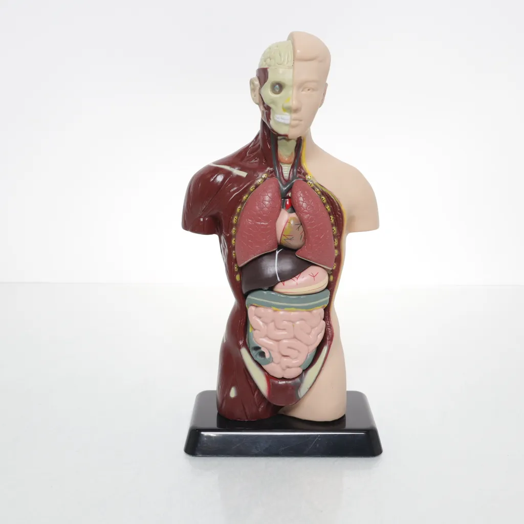 Edu-Toys - Anatomisches Modell - Beige