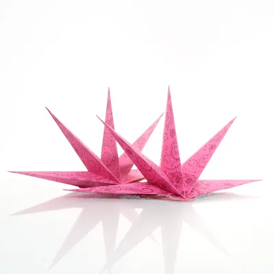Julstjärna (Rosa)