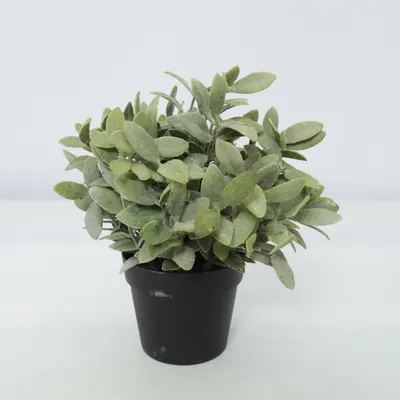Artificial plant (Green, Black) from IKEA