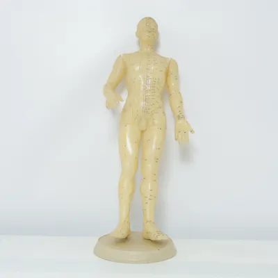 Anatomy model (Acupuncture Model)