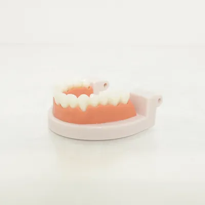 Anatomimodell (Vit, Orange, Rosa)