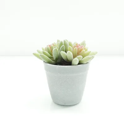 Artificial plant (Green, Gray, Pink) from Clas Ohlson