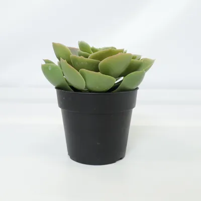 Kunstig plante (FEJKA) fra IKEA