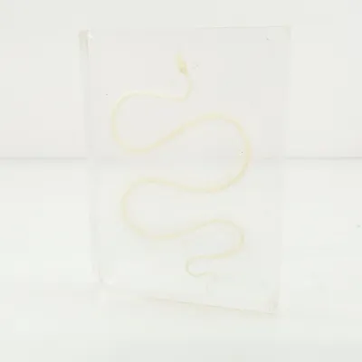 Anatomimodell (Transparent, Beige)