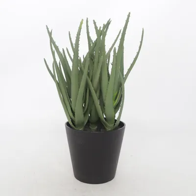 Plante artificielle (Vert, Noir) de Jysk