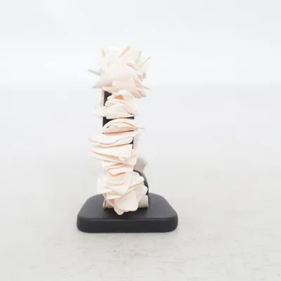 Armband (Rosa) Snäckor