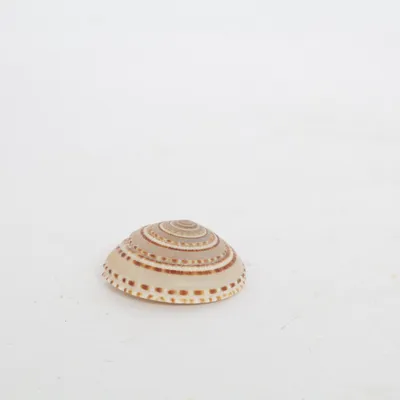 Snäcka (Beige, Brun)