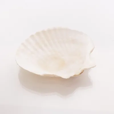 Schelp (Wit, Beige, Roze)