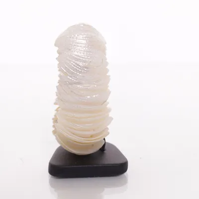 Bracelet (Beige) Shells