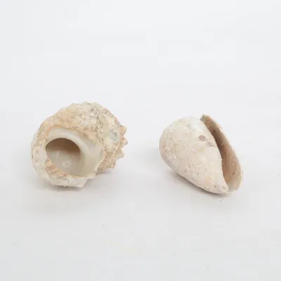 Skal (Beige)