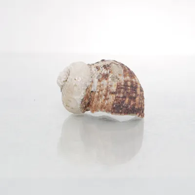 Shell (Beige, Multicolored)
