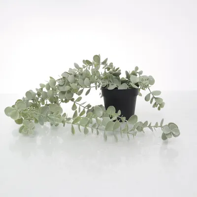 Kunstig plante (Grøn) fra IKEA