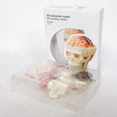 Anatomy model (Anatomisk Model)