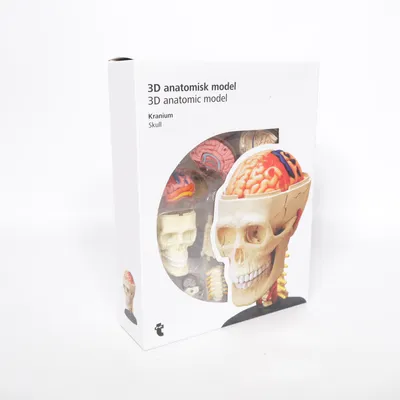 Anatomy model (Skull) from Flying Tiger