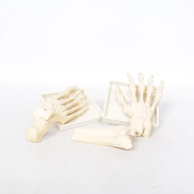 Anatomimodell (Beige)