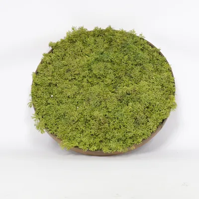 Plante artificielle (Vert)