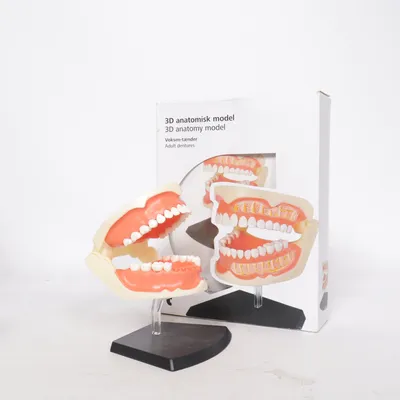 Mannequin anatomique (3D Anatomy Model)
