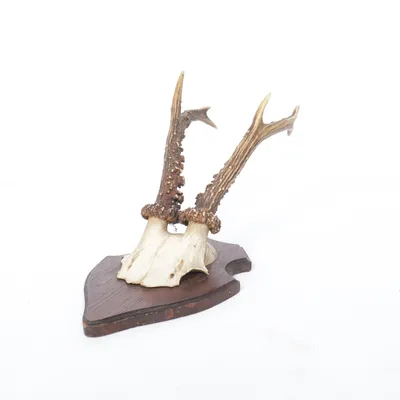 Trofee (Bruin)