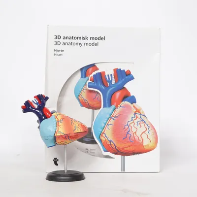 Anatomy model (Red, Blue, Yellow)
