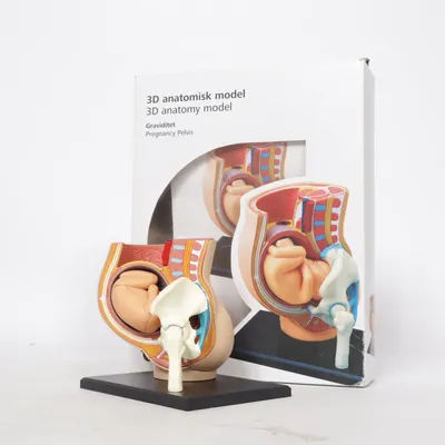 Anatomy model (Pregnancy Pelvis)