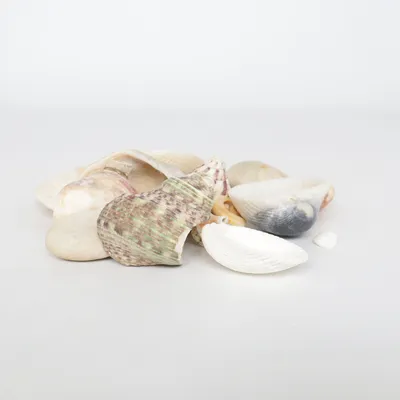 Coquillage (Multicolore)