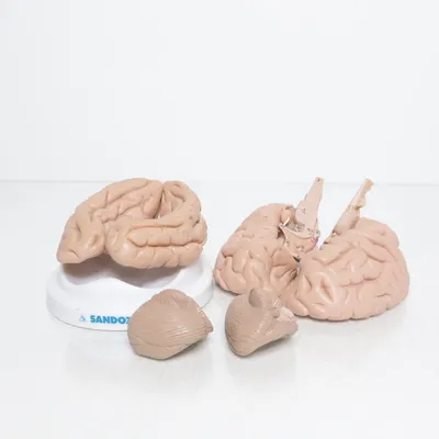 Anatomimodell (Beige, Flerfärgad)