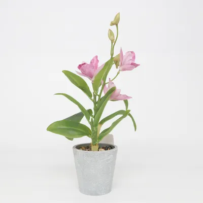 Plante artificielle (Deko-Orchidee Im Topf) de Rossmann