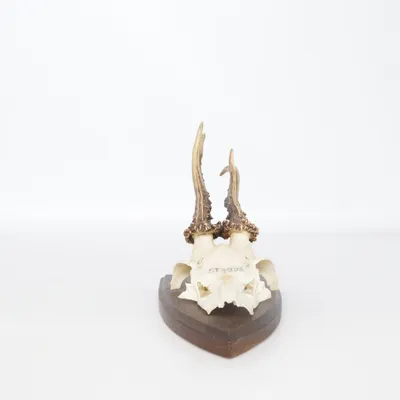 Trophy (Brown)