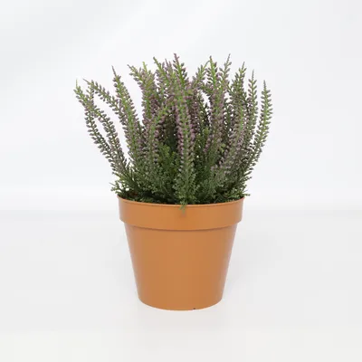 Konstgjord växt (Grön, Brun, Lila) från Rusta