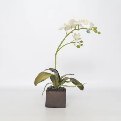 Konstgjord växt (Vit, Grön, Svart) från Cult Design