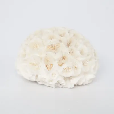 Inredningsdetalj (Beige)