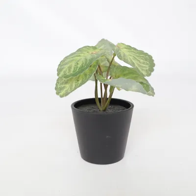 Konstgjord växt (LEO) från Jysk