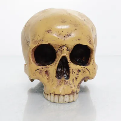 Anatomimodell (Beige) från Mayer