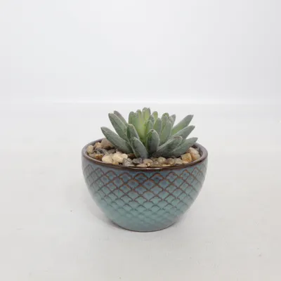 Kunstplant (Deko-Pflanze) van Rossmann