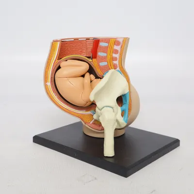 Anatomimodell (Flerfärgad) från 4D Master