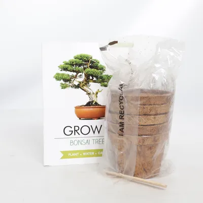 Garden accessory (Bonsai Trees) from Gift Republic