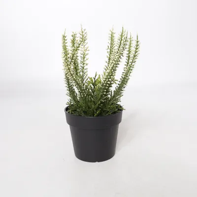 Artificial plant (FEJKA) from IKEA