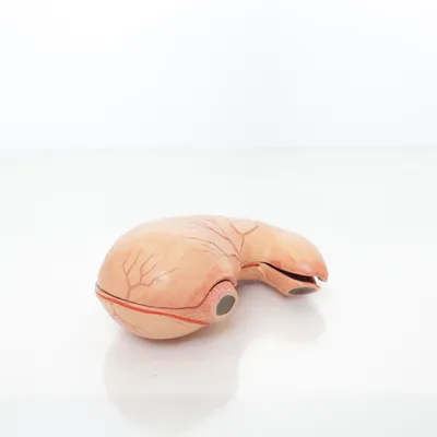 Anatomie model (Beige, Meerkleurig)