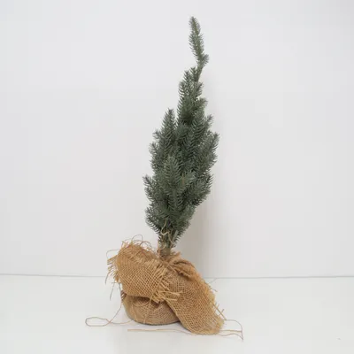 Christmas tree (Green, Beige)