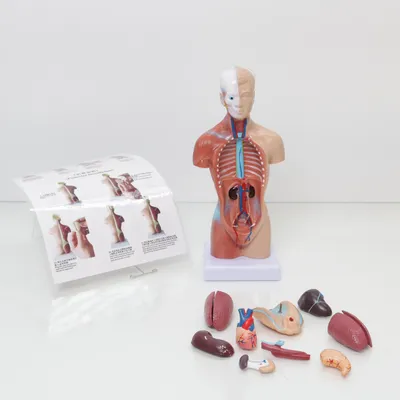 Anatomy model (Multicolored)