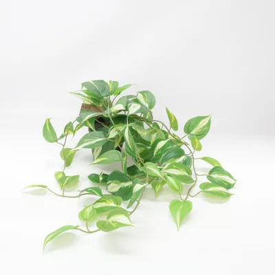 Plante artificielle (Epipremnum) de Rusta