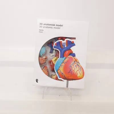 Anatomy model (Red, Blue, Multicolored) from Flying Tiger