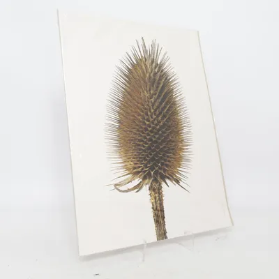 Poster från Liljebergs