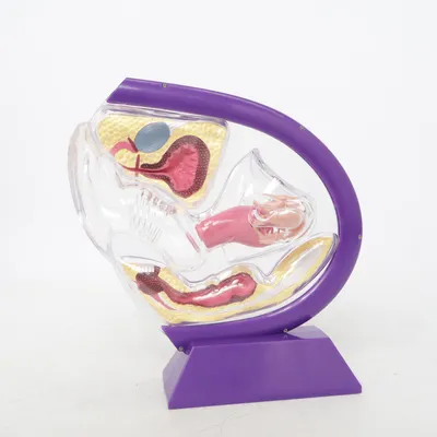 Anatomy model (Purple, Multicolored)
