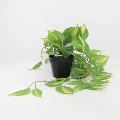 Kunstig plante (Grøn, Sort) fra Clas Ohlson