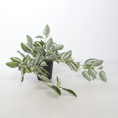 Konstgjord växt (Grön, Vit, Svart) från Jysk