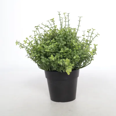 Konstgjord växt (Grön, Svart) från IKEA