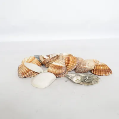 Coquillage (Marron, Blanc, Multicolore)