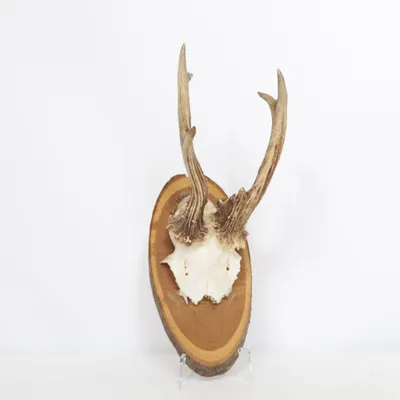 Trofee (Bruin, Wit)
