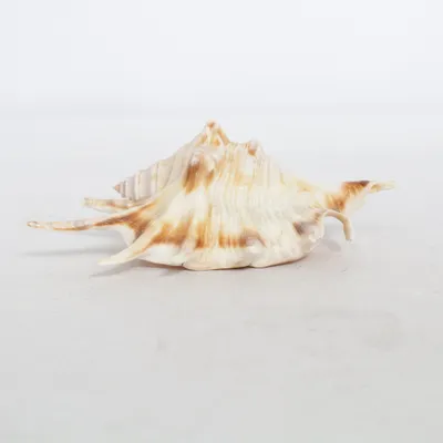 Schelp (Beige, Bruin)